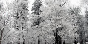 O śnieżną kulę w Nowy Sączu
