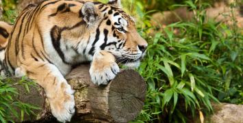 Bieg dookoła ZOO w Warszawie i Gdańsku