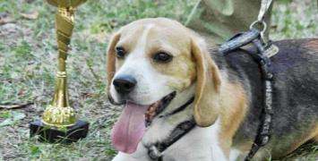 Najszybszy z psów w Biegu z Łapką był Ozzy