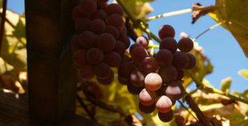 I Lubuski Maraton Szlakiem Wina i Miodu