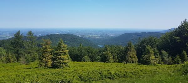 5. Hi-Tec Bieg Po Zdrój w Jaworzu (9.6.2019)