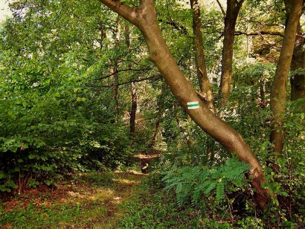 Zielonka Ultra Maraton 2015 - zapowiedź